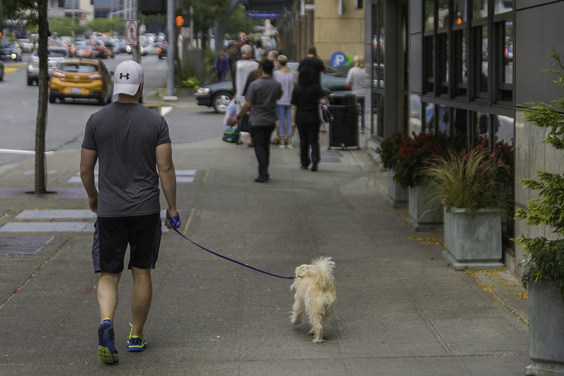 Photos and Video of Lux in Bellevue, WA